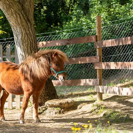 Alpaca Apartment