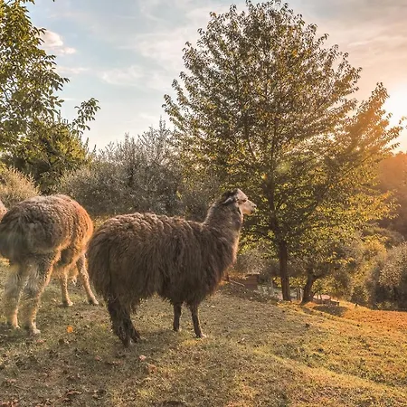 Alpaca Apartment