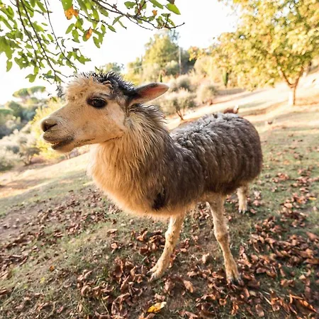 Alpaca Apartment